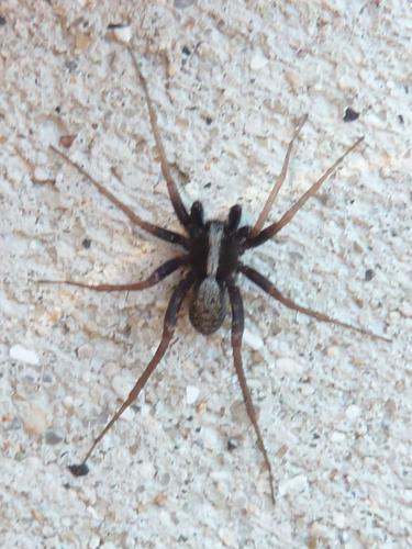 Pardosa sp.